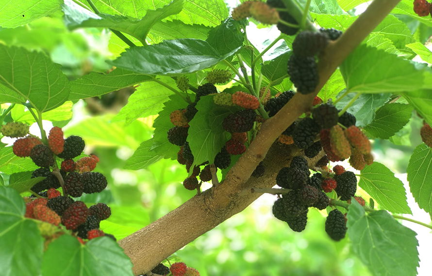 5ef00289a18f0.jpg 222.jpg